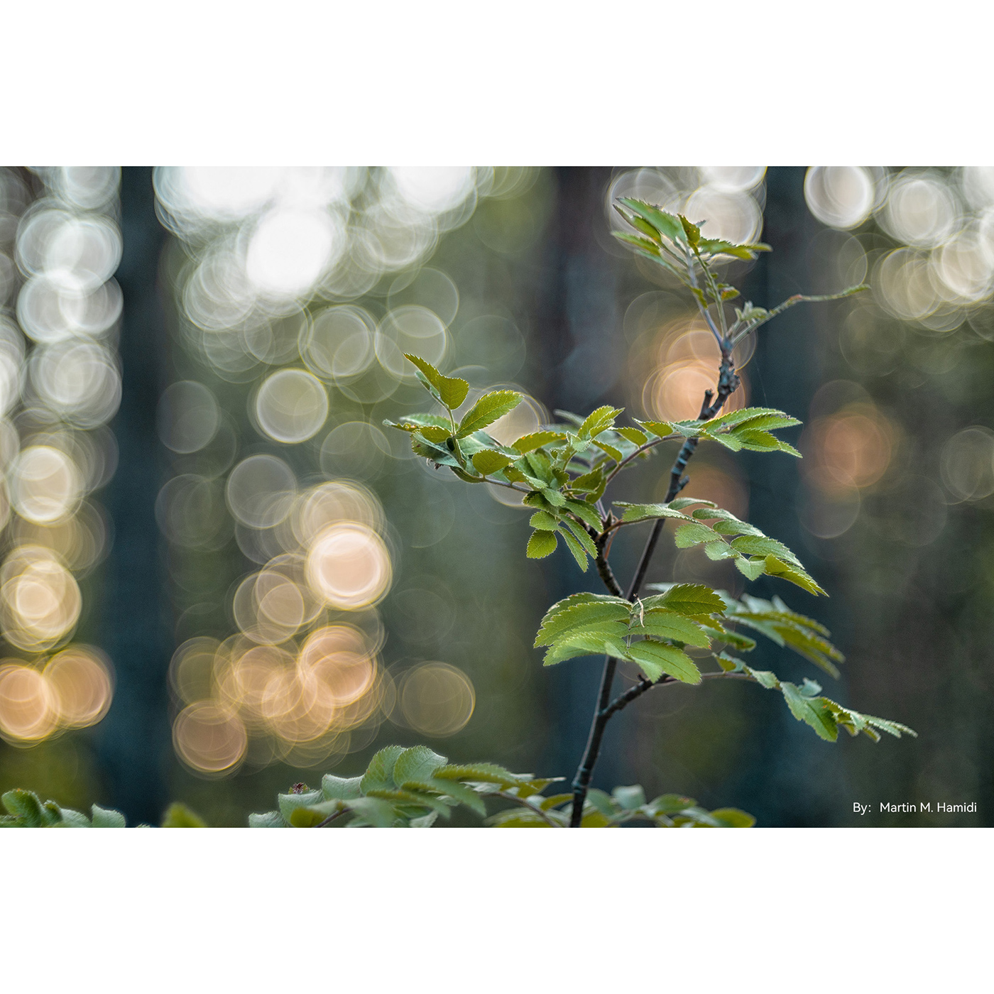 TTARTISAN 100mm f/2,8 - M42 (FF)