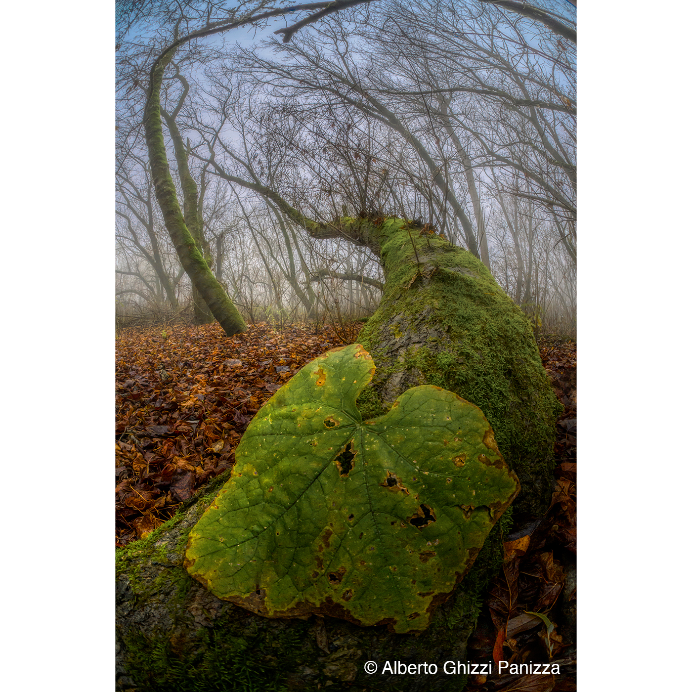 7Artisans 6mm f/2 Fisheye für MFT