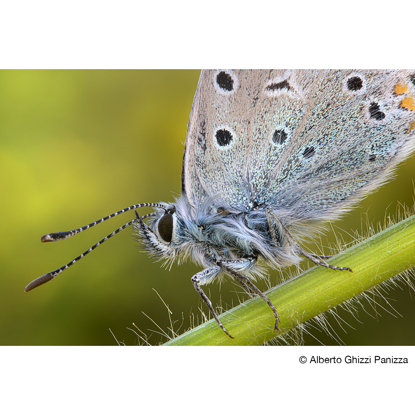 LAOWA 90mm f/2,8 2X Ultra Macro APO für Nikon Z