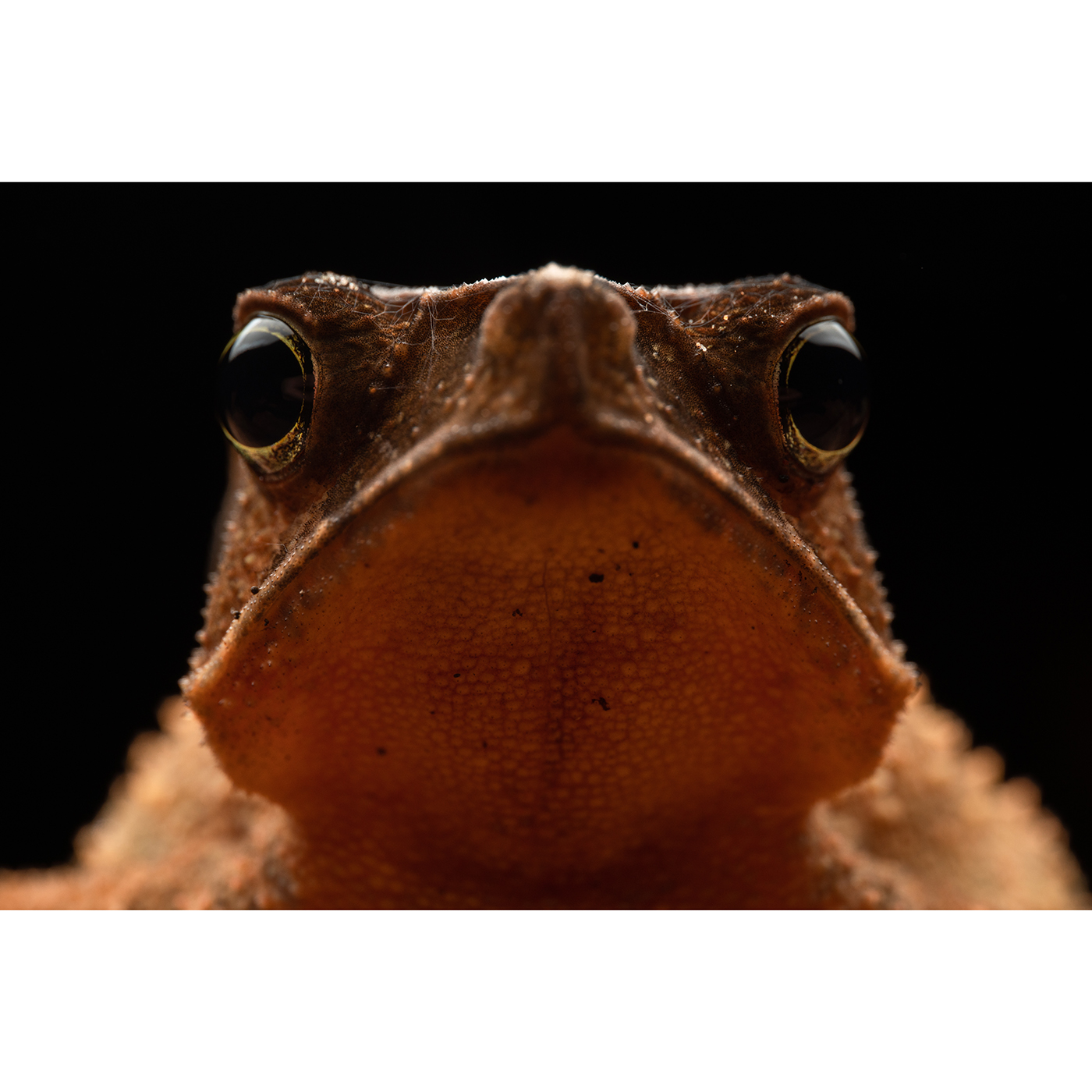 LAOWA 85mm f/5,6 2X Ultra Macro APO für L-Mount
