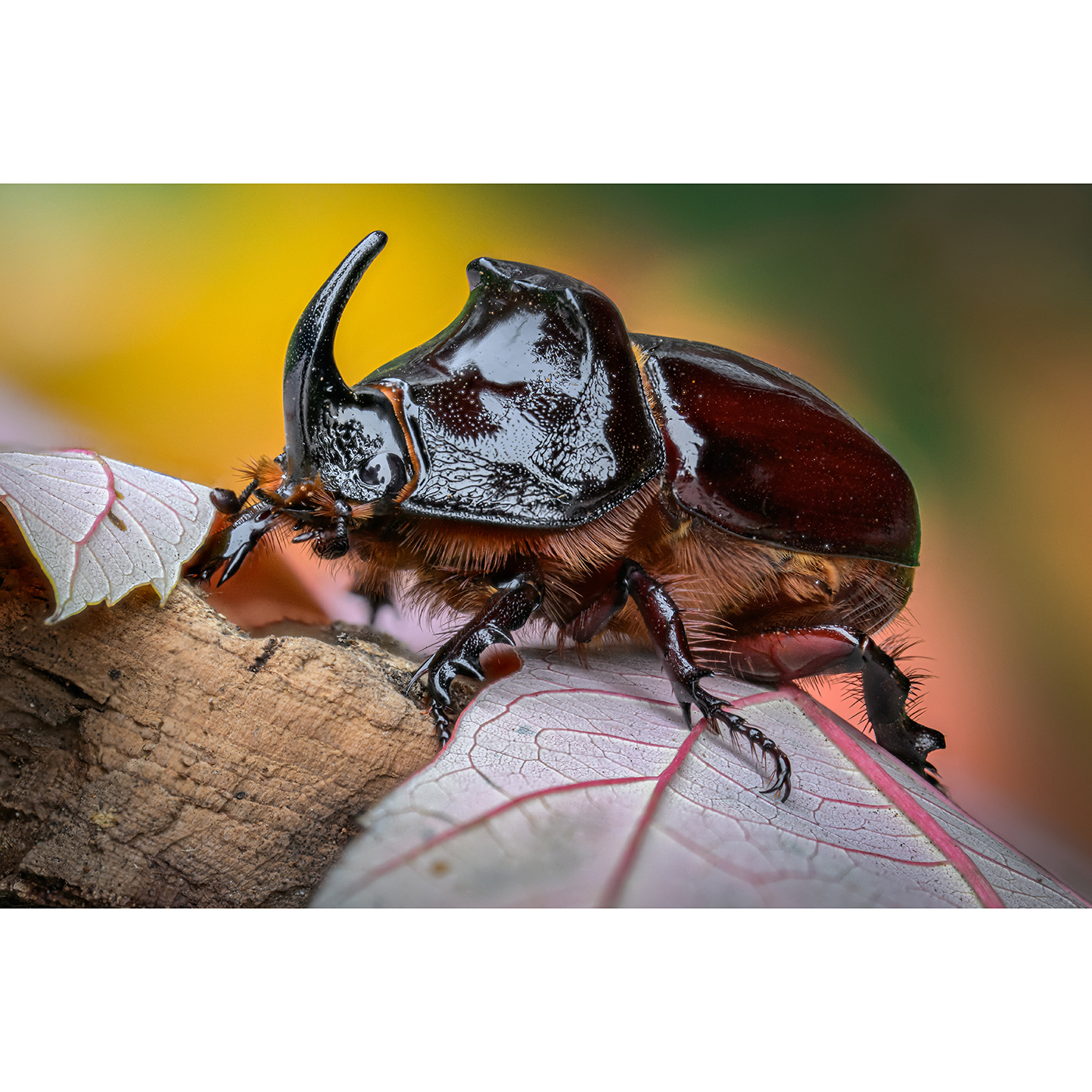 LAOWA 100mm f/2,8 Macro 1:1 Tilt-Shift- Nikon Z FF