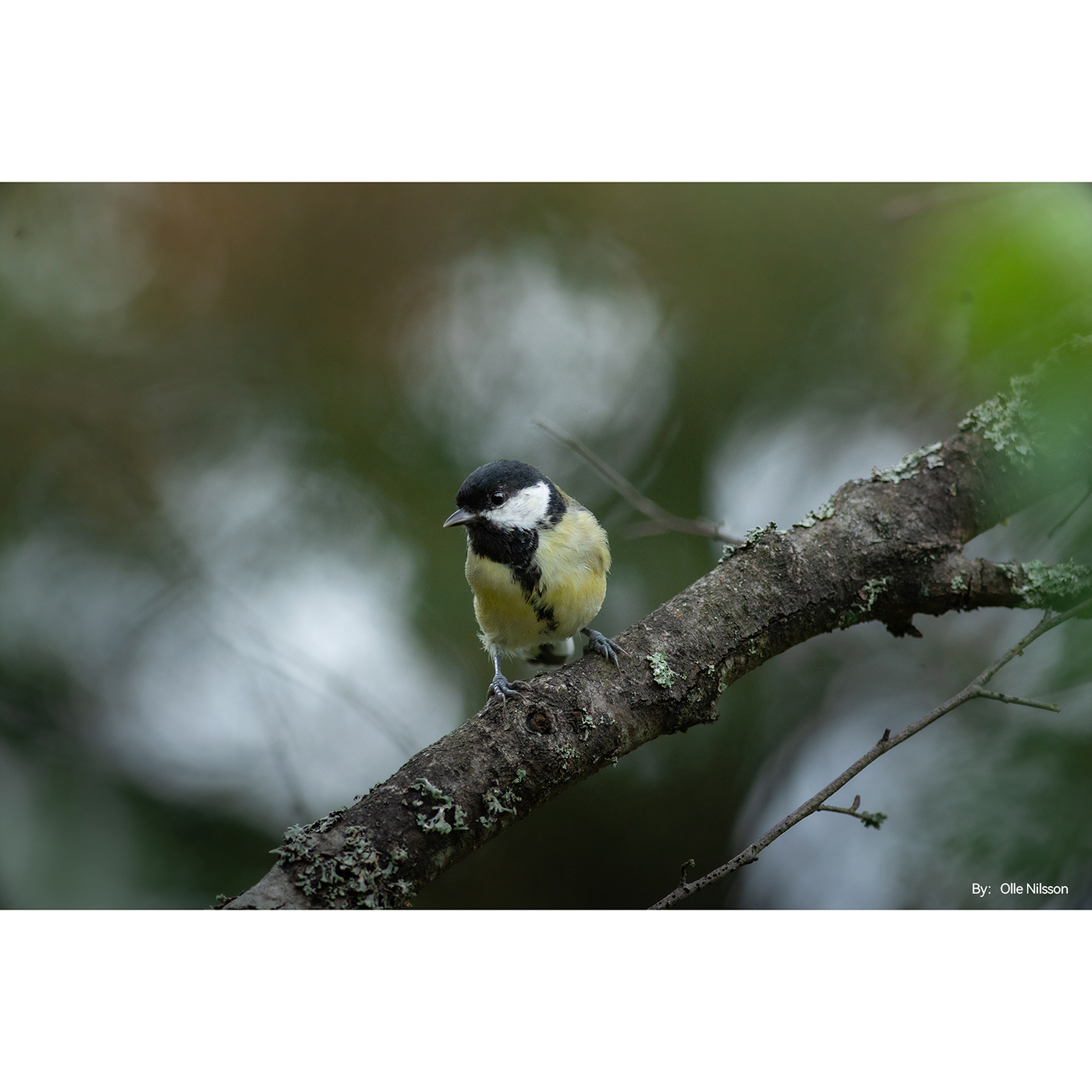 TTARTISAN 500mm f/6,3 ED Tele - Canon RF (FF)