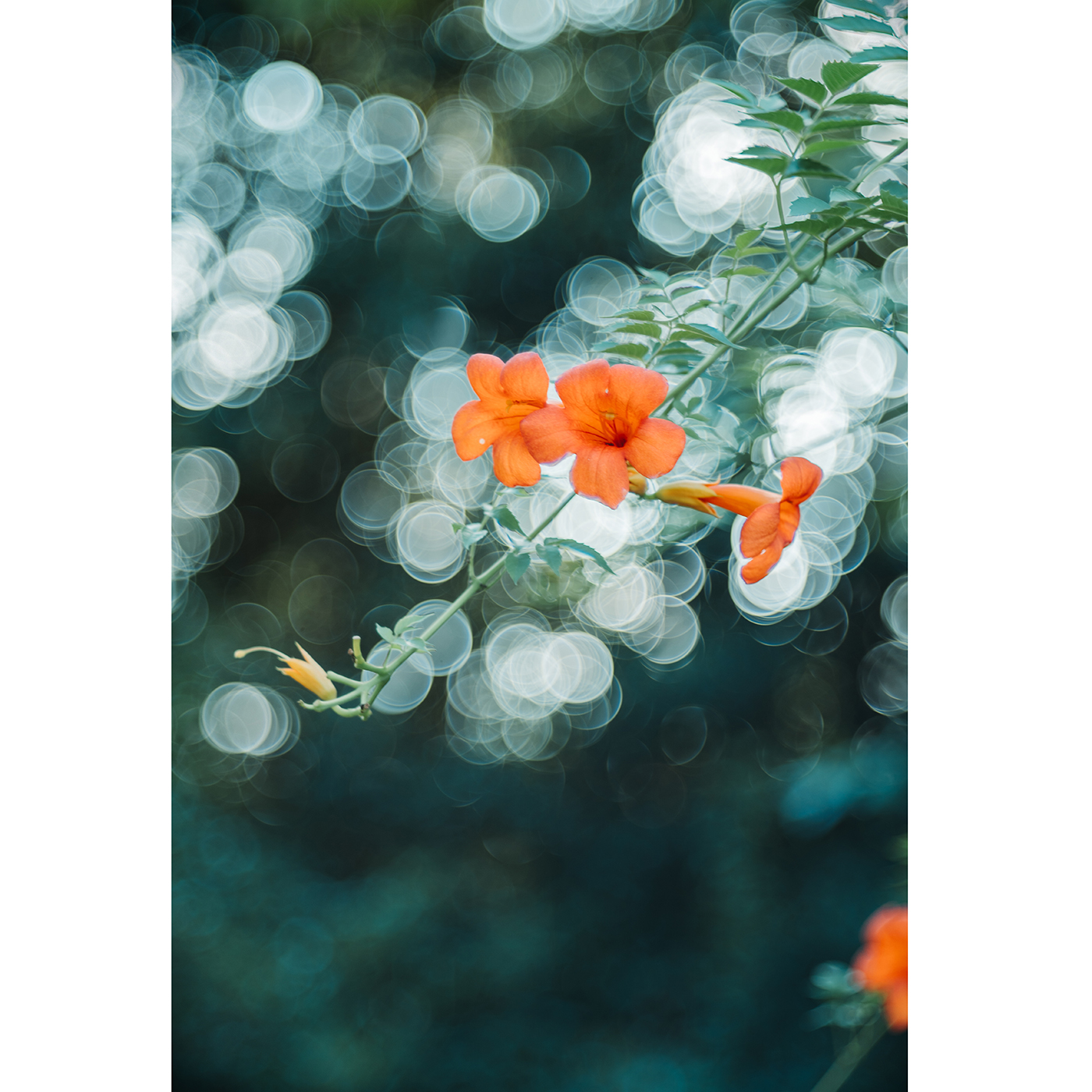 TTARTISAN M 100mm f/2,8 - Leica M (FF)