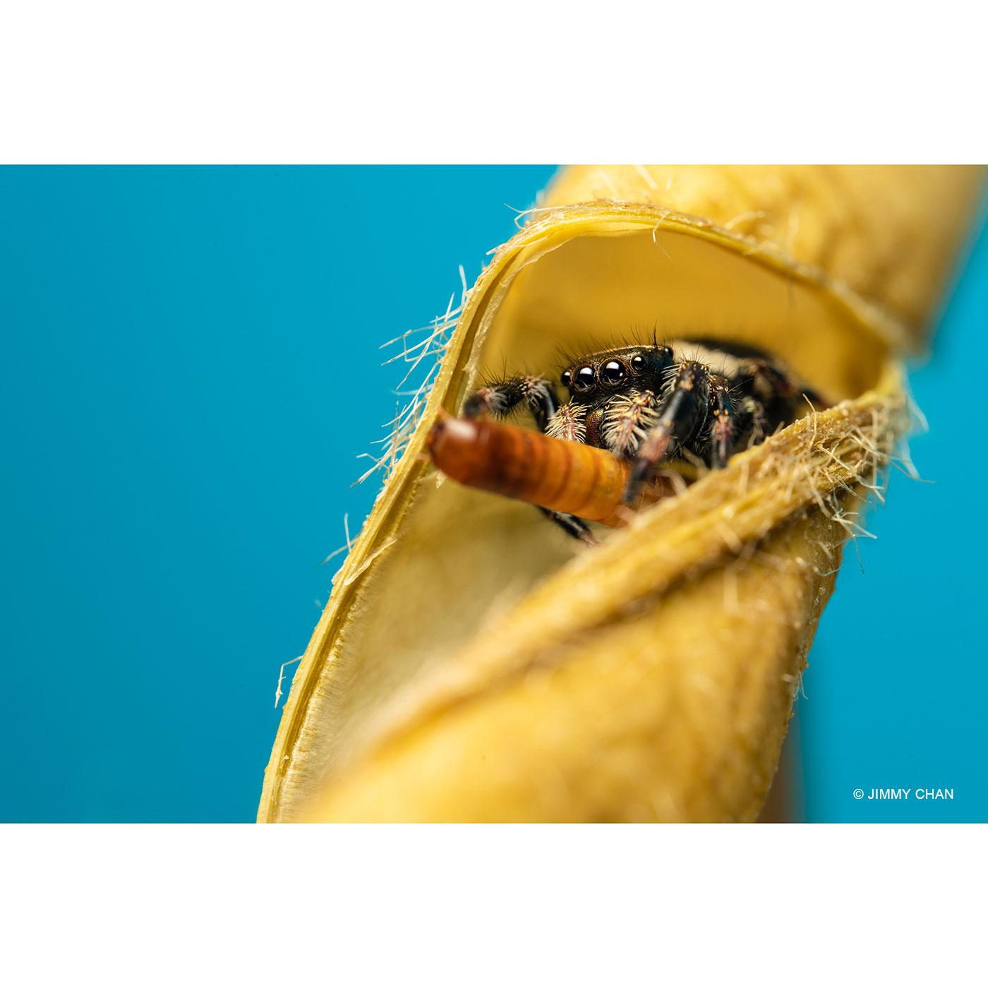 LAOWA 58mm f/2,8 2X Ultra Macro APO für L-Mount