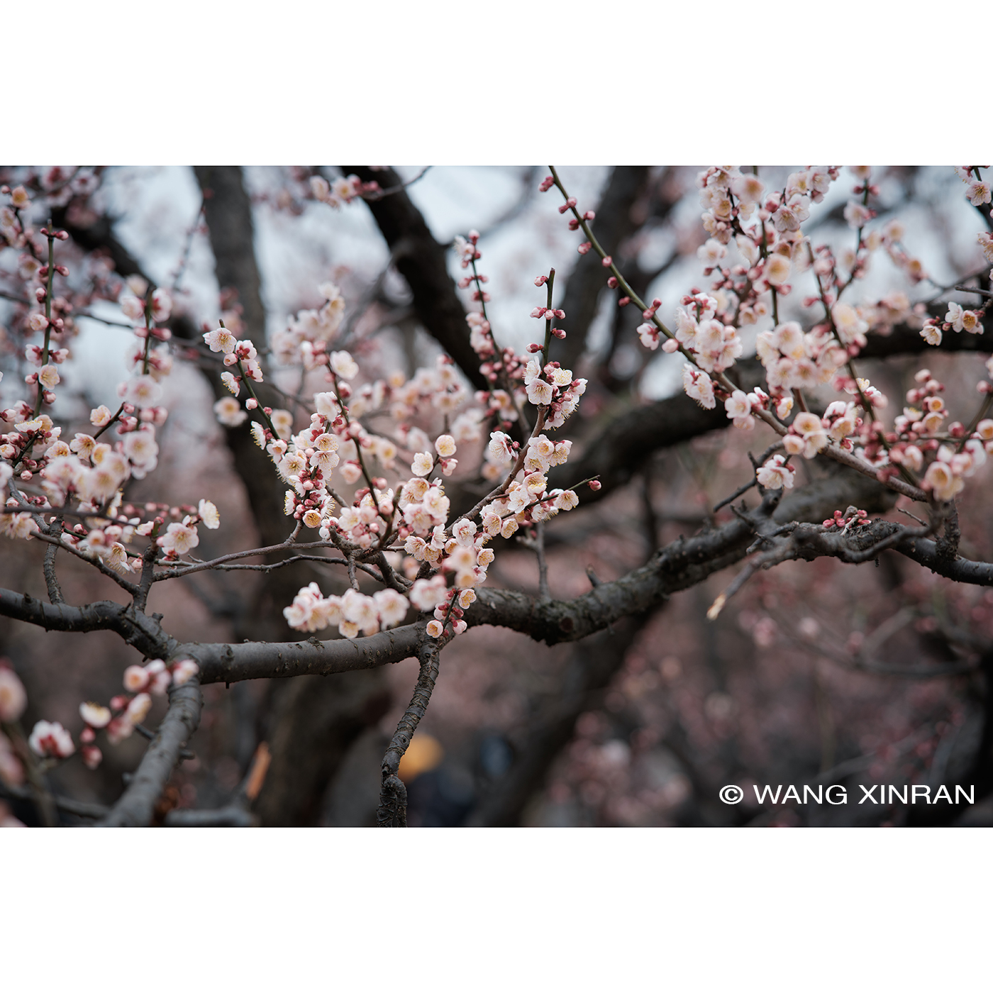 7Artisans AF 85mm f/1,8 - L-Mount (FF)